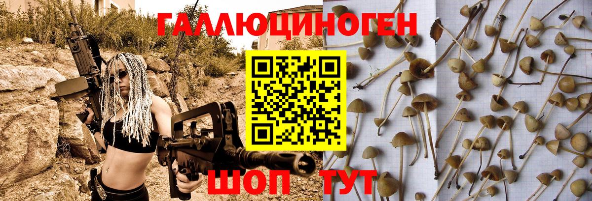 Псилоцибиновые грибы Psilocybe  Вход с VPN  Луга 